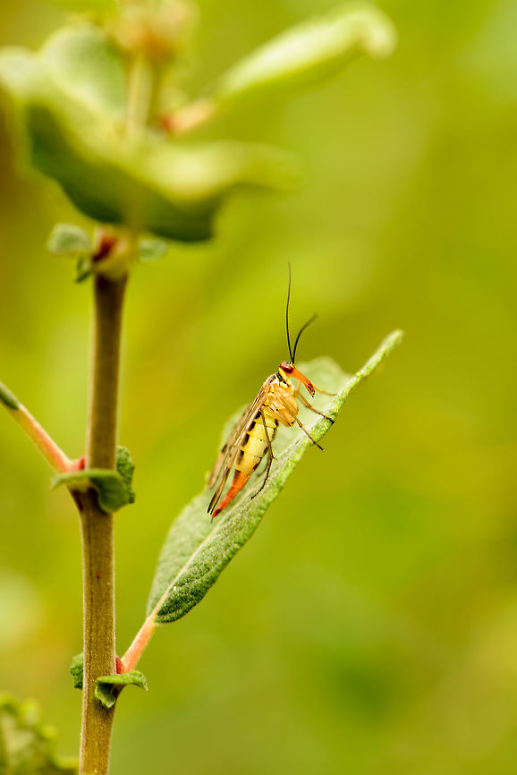 Scorpionfly side view, Netherlands  Aerenea apicalis,Europe,Geotagged,Heesch,Macro,Netherlands,Panorpa cognata,Photography Styles,Scorpionfly,Summer,World,the Netherlands