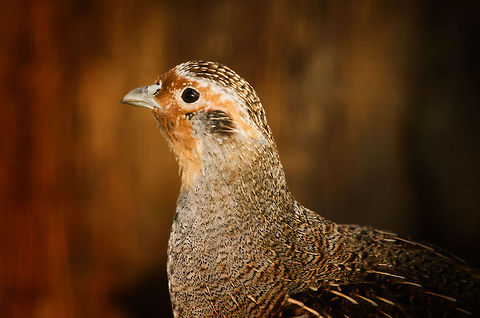 Grey partridge  Geotagged,Grey partridge,Papegaaienpark VeldHoven,Parrot Park Veldhoven,Perdix perdix,The Netherlands