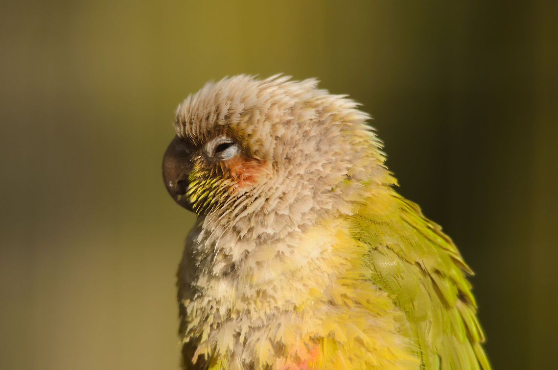 Unknown small parrot I am unsure of the species of this bird, but it looks like a small parrot. From the looks of it, its been through a lot of stress as it plucked most of its own feathers. Luckily this refugee center will give this beauty a good retirement.  Geotagged,Green-cheeked parakeet,Papegaaienpark VeldHoven,Parrot Park Veldhoven,Pyrrhura molinae,The Netherlands