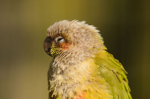 Unknown small parrot I am unsure of the species of this bird, but it looks like a small parrot. From the looks of it, its been through a lot of stress as it plucked most of its own feathers. Luckily this refugee center will give this beauty a good retirement.  Geotagged,Green-cheeked parakeet,Papegaaienpark VeldHoven,Parrot Park Veldhoven,Pyrrhura molinae,The Netherlands
