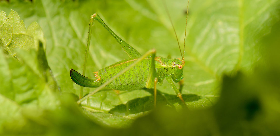 Closeup of a Speckled Bush Cricket Lots of green :) Top view:<br />
<figure class="photo"><a href="https://www.jungledragon.com/image/44286/top_view_of_a_speckled_bush_cricket.html" title="Top view of a Speckled Bush Cricket"><img src="https://s3.amazonaws.com/media.jungledragon.com/images/2/44286_thumb.jpg?AWSAccessKeyId=05GMT0V3GWVNE7GGM1R2&Expires=1759968010&Signature=j5Yzg2tKQZnJCEnH4iASAjoG4ao%3D" width="200" height="134" alt="Top view of a Speckled Bush Cricket Side view:<br />
https://www.jungledragon.com/image/44285/closeup_of_a_speckled_bush_cricket.html Europe,Geotagged,Heesch,Leptophyes punctatissima,Macro,Netherlands,Photography Styles,Speckled bush-cricket,Summer,World,the Netherlands" /></a></figure> Europe,Geotagged,Heesch,Leptophyes punctatissima,Macro,Netherlands,Photography Styles,Speckled bush-cricket,Summer,World,the Netherlands