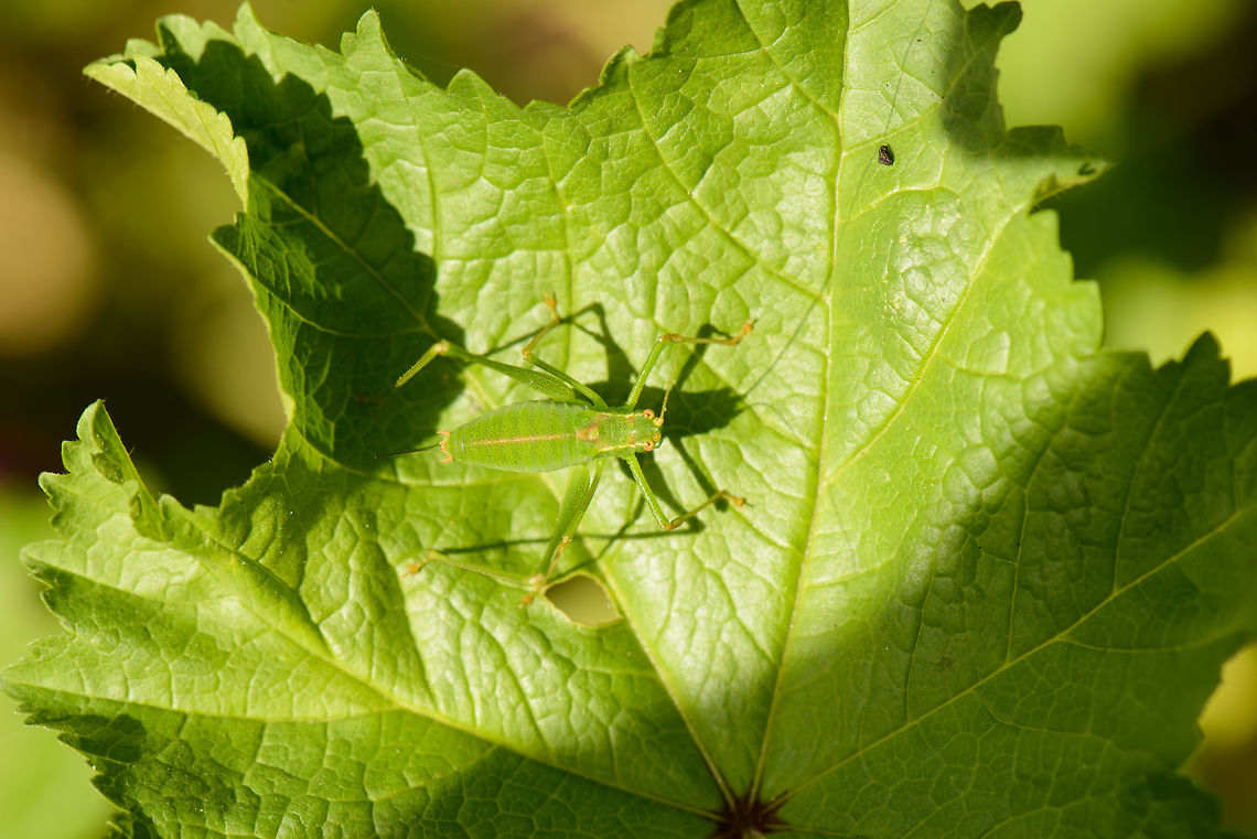 Top view of a Speckled Bush Cricket Side view:<br />
<figure class="photo"><a href="https://www.jungledragon.com/image/44285/closeup_of_a_speckled_bush_cricket.html" title="Closeup of a Speckled Bush Cricket"><img src="https://s3.amazonaws.com/media.jungledragon.com/images/2/44285_thumb.jpg?AWSAccessKeyId=05GMT0V3GWVNE7GGM1R2&Expires=1759968010&Signature=ZUC4ZXJYL1W4D5HywDuD4QBdtrs%3D" width="200" height="98" alt="Closeup of a Speckled Bush Cricket Lots of green :) Top view:<br />
https://www.jungledragon.com/image/44286/top_view_of_a_speckled_bush_cricket.html Europe,Geotagged,Heesch,Leptophyes punctatissima,Macro,Netherlands,Photography Styles,Speckled bush-cricket,Summer,World,the Netherlands" /></a></figure> Europe,Geotagged,Heesch,Leptophyes punctatissima,Macro,Netherlands,Photography Styles,Speckled bush-cricket,Summer,World,the Netherlands