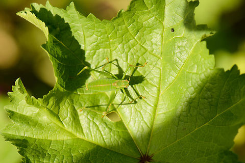 Top view of a Speckled Bush Cricket Side view:
https://www.jungledragon.com/image/44285/closeup_of_a_speckled_bush_cricket.html Europe,Geotagged,Heesch,Leptophyes punctatissima,Macro,Netherlands,Photography Styles,Speckled bush-cricket,Summer,World,the Netherlands