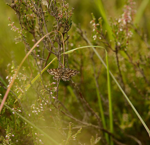 Common Heath Moth, Netherlands  Ematurga atomaria,Europe,Geotagged,Heesch,Macro,Netherlands,Photography Styles,Summer,World,the Netherlands