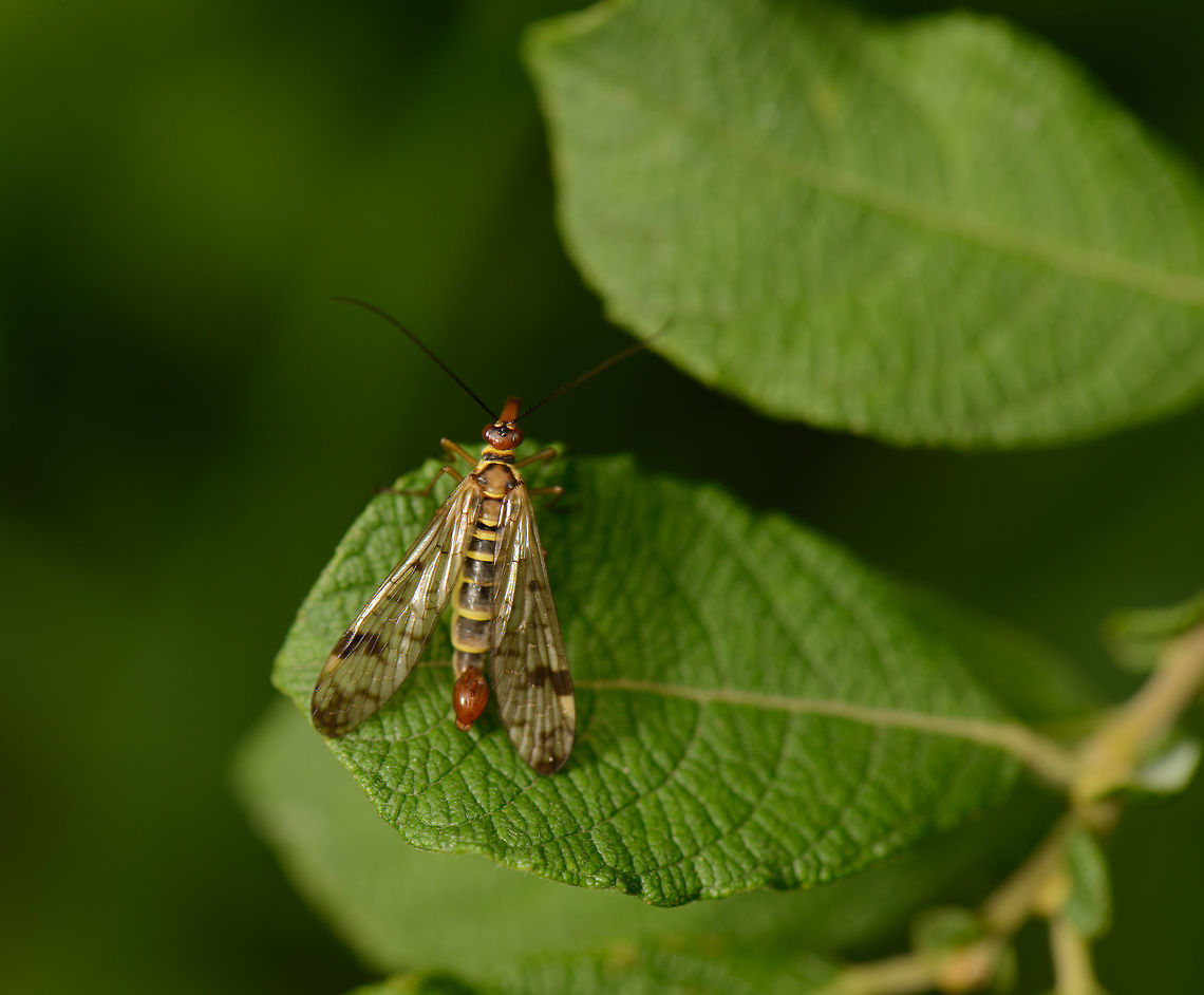 Top view of a Scorpionfly, Heesch, the Netherlands  Europe,Geotagged,Heesch,Macro,Netherlands,Panorpa,Panorpa cognata,Photography Styles,Scorpionfly,Summer,World,the Netherlands