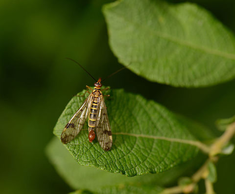 Top view of a Scorpionfly, Heesch, the Netherlands  Europe,Geotagged,Heesch,Macro,Netherlands,Panorpa,Panorpa cognata,Photography Styles,Scorpionfly,Summer,World,the Netherlands