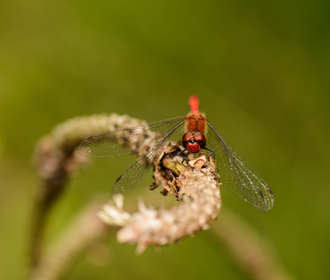 Ruddy Darter frontal view, Netherlands Almost entirely red except for its legs. Although this angle does not show it, this specimen had a black stripe across the length of its abdomen. In dutch we name this one the blood red darter. Europe,Geotagged,Heesch,Macro,Netherlands,Photography Styles,Ruddy Darter,Summer,Sympetrum sanguineum,World,the Netherlands