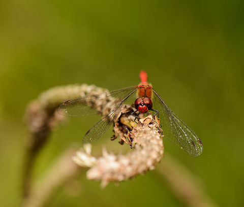 Ruddy Darter frontal view, Netherlands Almost entirely red except for its legs. Although this angle does not show it, this specimen had a black stripe across the length of its abdomen. In dutch we name this one the blood red darter. Europe,Geotagged,Heesch,Macro,Netherlands,Photography Styles,Ruddy Darter,Summer,Sympetrum sanguineum,World,the Netherlands