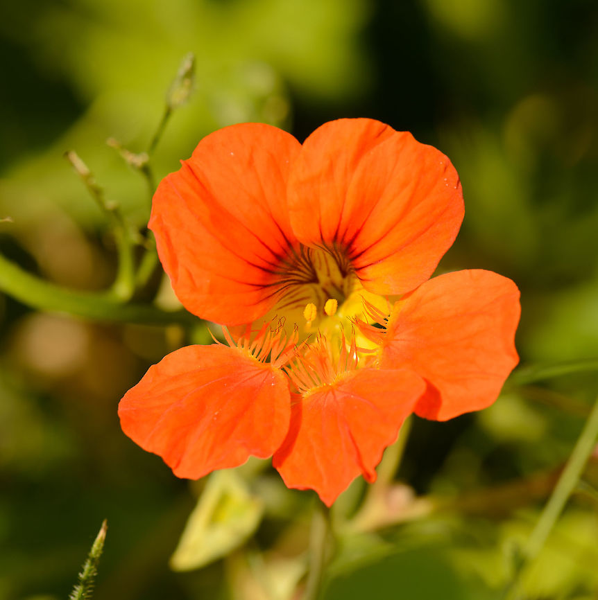 Indian Cress in full bloom, Netherlands Taken in our garden. Europe,Geotagged,Heesch,Indian cress,Macro,Netherlands,Photography Styles,Summer,Tropaeolum majus,World,the Netherlands