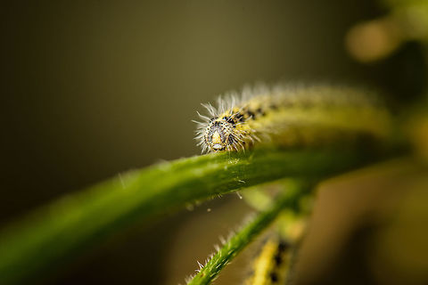 Closeup of caterpillar of Large White Taken in our garden. Focusing on the head of these hungry monsters. Europe,Geotagged,Heesch,Large white,Macro,Netherlands,Photography Styles,Pieris brassicae,Summer,World,the Netherlands