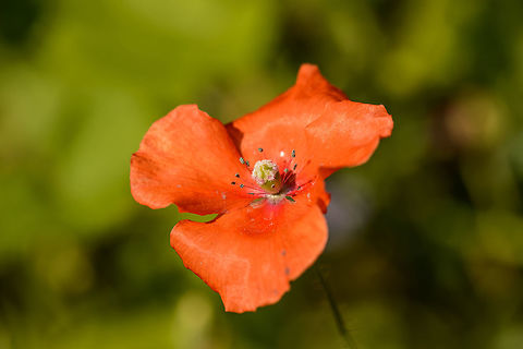 Blindeyes closeup, Netherlands Taken in our garden. In dutch we name this species the "pale papaver", which refers to the color of this species being less red than its related species. It is also smaller. Europe,Geotagged,Heesch,Macro,Netherlands,Papaver dubium,Photography Styles,Summer,World,the Netherlands