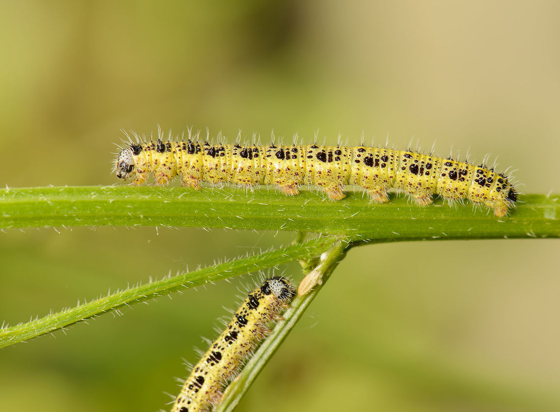 Large White caterpillars crossing paths, Netherlands Taken in our garden where at least a dozen utterly destroyed this plant. Europe,Geotagged,Heesch,Large white,Macro,Netherlands,Photography Styles,Pieris brassicae,Summer,World,the Netherlands