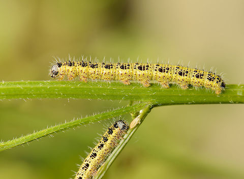Large White caterpillars crossing paths, Netherlands Taken in our garden where at least a dozen utterly destroyed this plant. Europe,Geotagged,Heesch,Large white,Macro,Netherlands,Photography Styles,Pieris brassicae,Summer,World,the Netherlands