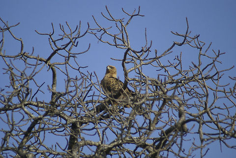 Tawny eagle Spotted in Kruger National Park Accipitriformes,Aquila rapax,Birds,Eagle,Kruger,Tawny Eagle