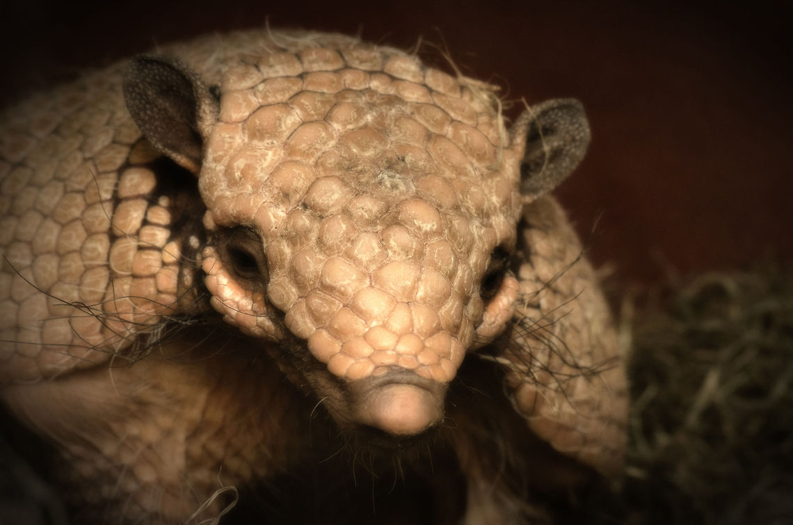 Big Hairy Armadillo It must not be nice if scientists use &quot;big&quot; and &quot;hairy&quot; as the first two verbs to describe you, yet I am most pleased for seeing this creature at the BestZoo in the Netherlands. It&#039;s the first time I have seen it in real life, and also a new specie on JungleDragon :) BestZOO,Big Hairy Armadillo,Chaetophractus villosus