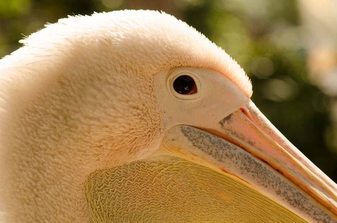 Great White Pelican closeup A very close look at the head of this sunbathing Pelican at the BestZOO. BestZOO,Birds,Great White Pelican,Pelecanus onocrotalus
