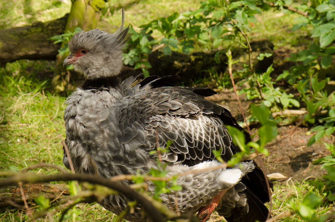 Southern Screamer Not the greatest composition but I wanted to share this wonderful bird anyway. I've also seen it in the wild in Brazil, where they are life long pairs. BestZOO,Chauna torquata,Southern Screamer