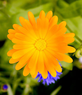 Bright orange flower, Netherlands Captured in our garden. Species under investigation. Calendula officinalis,Europe,Geotagged,Heesch,Macro,Netherlands,Photography Styles,Pot marigold,Summer,World