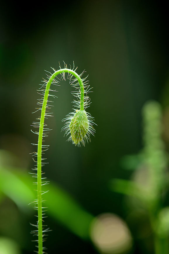 Papaver dubium, pre bloom Characterized by its hairy stem. It will ultimately turn into something like this:<br />
<figure class="photo"><a href="https://www.jungledragon.com/image/44184/poppy_in_our_garden.html" title="Poppy in our garden"><img src="https://s3.amazonaws.com/media.jungledragon.com/images/2/44184_thumb.jpg?AWSAccessKeyId=05GMT0V3GWVNE7GGM1R2&Expires=1759968010&Signature=3HvAHBgCGFkUwZhYfVNKKEjZ0Mw%3D" width="102" height="152" alt="Poppy in our garden One of few red-colored wild flowers in the Netherlands. Europe,Geotagged,Heesch,Macro,Netherlands,Papaver dubium,Photography Styles,Summer,World,the Netherlands" /></a></figure> Europe,Geotagged,Heesch,Macro,Netherlands,Papaver dubium,Photography Styles,Summer,World