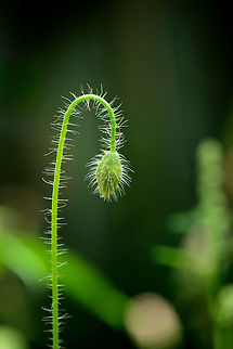 Papaver dubium, pre bloom Characterized by its hairy stem. It will ultimately turn into something like this:
https://www.jungledragon.com/image/44184/poppy_in_our_garden.html Europe,Geotagged,Heesch,Macro,Netherlands,Papaver dubium,Photography Styles,Summer,World