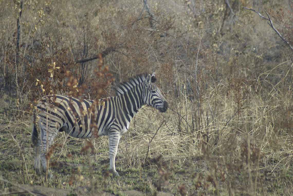 Zebra As always, each having a unique pattern. Too bad that branch was in the way. Equus quagga,Kruger,Mammals,Plains Zebra,South Africa,Zebra