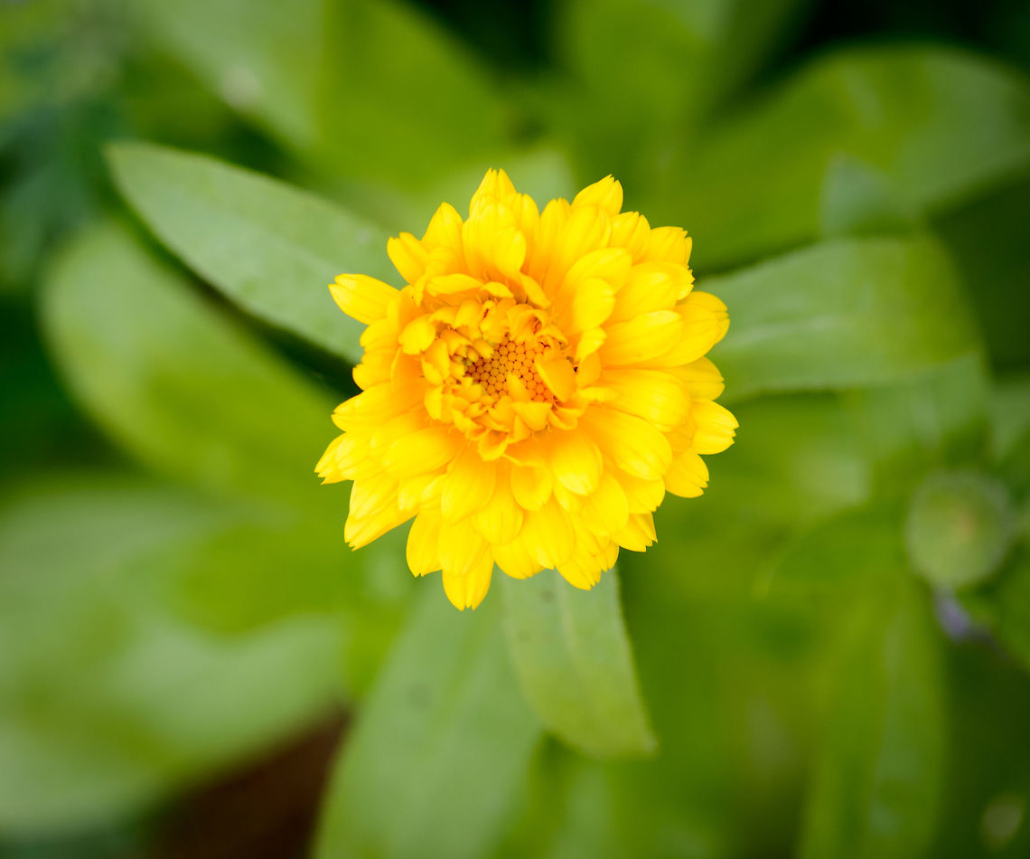 Yellow flower with many pedals, Heesch Captured in our garden. Calendula arvensis,Europe,Geotagged,Heesch,Macro,Netherlands,Photography Styles,Summer,World