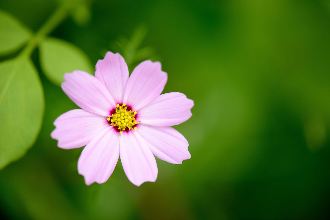 Pink/purple flower with yellow core, Heesch Quite a pretty flower with a clear definition. Cosmos bipinnatus,Europe,Garden Cosmos,Geotagged,Heesch,Macro,Netherlands,Photography Styles,Summer,World