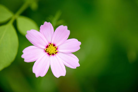 Pink/purple flower with yellow core, Heesch Quite a pretty flower with a clear definition. Cosmos bipinnatus,Europe,Garden Cosmos,Geotagged,Heesch,Macro,Netherlands,Photography Styles,Summer,World