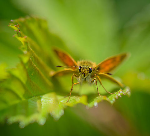 Skipper butterfly introduces summer, Netherlands After a freezing spring and very wet early summer, this was one of the first days in 2016 I'd call summer. Europe,Geotagged,Heesch,Large Skipper,Macro,Netherlands,Ochlodes sylvanus,Photography Styles,Summer,World