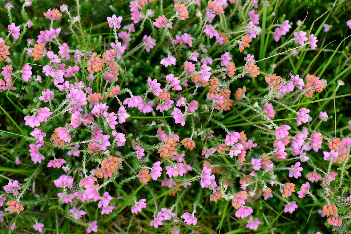 Cross-leaved Heath top view, Netherlands This plant truly dominates this area, a small piece of woodland near to where I live. Cross-leaved Heath,Erica tetralix,Europe,Geotagged,Heesch,Macro,Netherlands,Photography Styles,Summer,World