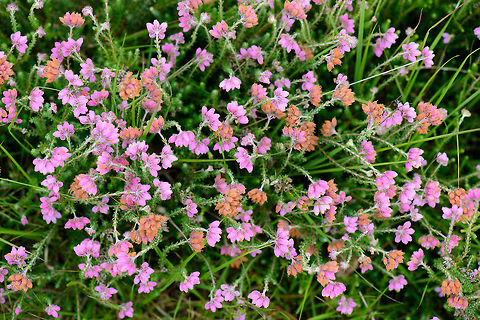 Cross-leaved Heath top view, Netherlands This plant truly dominates this area, a small piece of woodland near to where I live. Cross-leaved Heath,Erica tetralix,Europe,Geotagged,Heesch,Macro,Netherlands,Photography Styles,Summer,World
