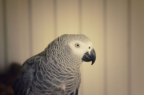 African Grey Parrot Instagram-style :) African Grey Parrot,BestZOO,Parrots,Psittacus erithacus