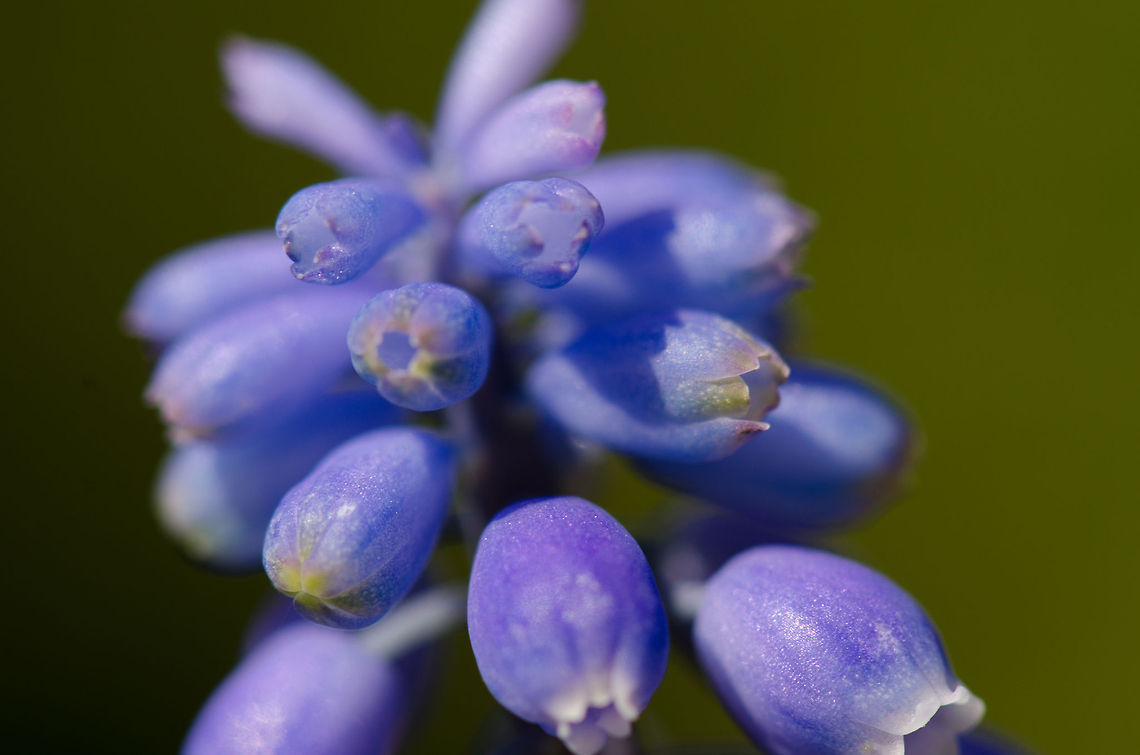 Grape Hyacinth macro Credit for this one goes out to my girlfriend. BestZOO,Grape Hyacinth,Macro,Muscari botryoides
