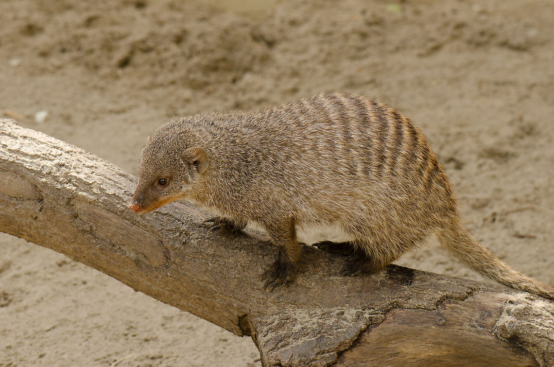 Banded Mongoose pose A healthy adult male Banded Mongoose at the BestZoo. In the wild, they live in large groups of about 30 individuals, using termite compounds as their &quot;house&quot;. Members of the group recognize each other using a group &quot;smell&quot;. Banded Mongoose,BestZOO,Mungos mungo