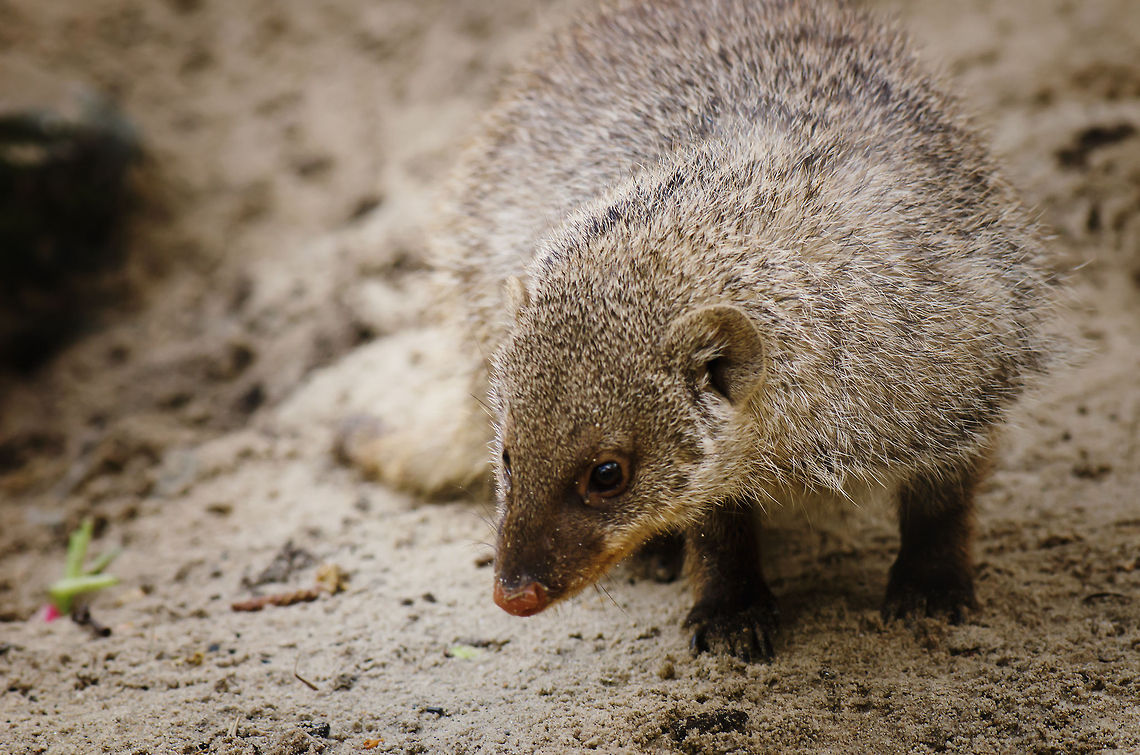 Banded Mongoose A Banded Mongoose is a busy bee, always sniffing, digging and looking around for danger or food. In the wild, they are opportunistic feeders. They prefer insects yet will also eat fruits and bird eggs. Banded Mongoose,BestZOO,Mungos mungo