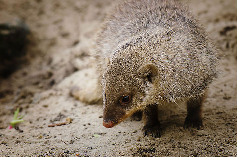 Banded Mongoose A Banded Mongoose is a busy bee, always sniffing, digging and looking around for danger or food. In the wild, they are opportunistic feeders. They prefer insects yet will also eat fruits and bird eggs. Banded Mongoose,BestZOO,Mungos mungo