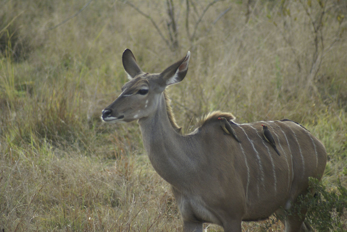 Female Kudu and two oxpeckers A female Kudu spotted in Kruger National Park with two red-billed oxpeckers on her back. Artiodactyla,Greater Kudu,Kruger,Kudu,Oxpecker,South Africa,Tragelaphus strepsiceros
