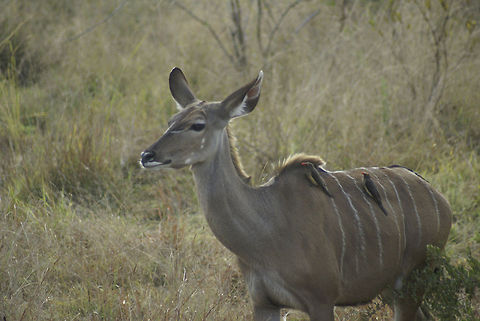 Female Kudu and two oxpeckers A female Kudu spotted in Kruger National Park with two red-billed oxpeckers on her back. Artiodactyla,Greater Kudu,Kruger,Kudu,Oxpecker,South Africa,Tragelaphus strepsiceros