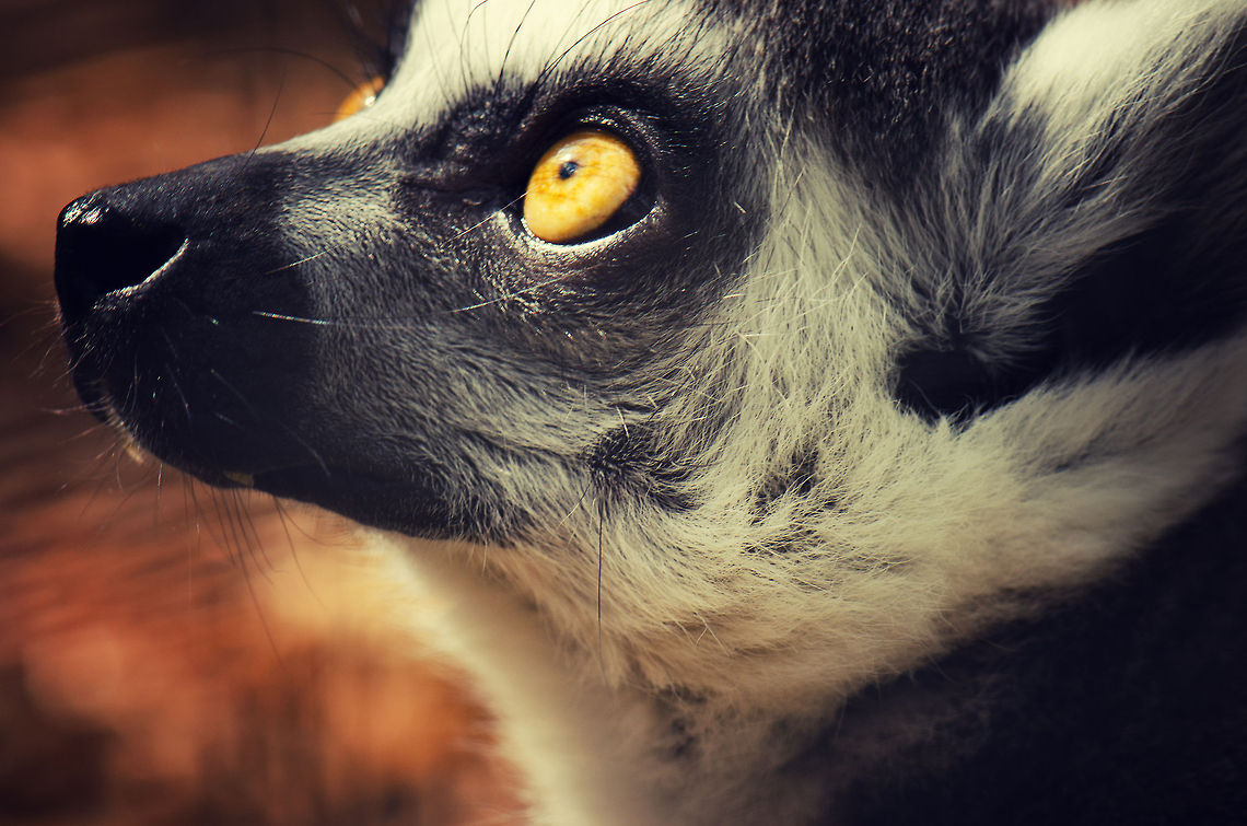 Sun stare  BestZOO,Lemur catta,Ring-tailed lemur