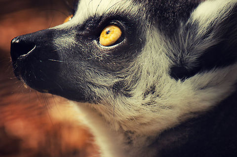 Sun stare  BestZOO,Lemur catta,Ring-tailed lemur