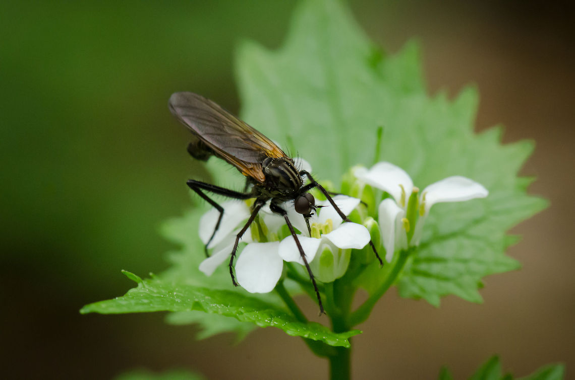 Nectar Drill Flies in this family are also called Dagger flies or Balloon flies. They are known to prey on other flies as their main source of food, yet some species (like this one) have evolved to mostly feed on nectar. Where most dagger flies use their &quot;drill&quot; to suck other flies dry, this one uses it to suck up nectar. Empis tessellata,Insects,Macro