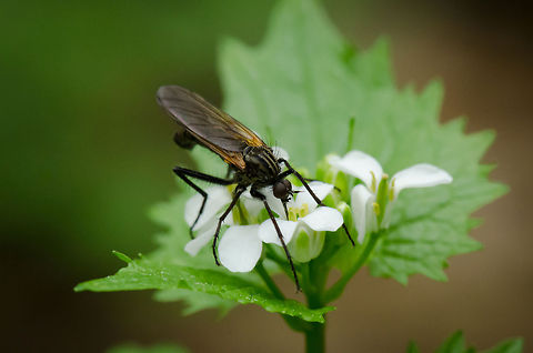 Nectar Drill Flies in this family are also called Dagger flies or Balloon flies. They are known to prey on other flies as their main source of food, yet some species (like this one) have evolved to mostly feed on nectar. Where most dagger flies use their "drill" to suck other flies dry, this one uses it to suck up nectar. Empis tessellata,Insects,Macro
