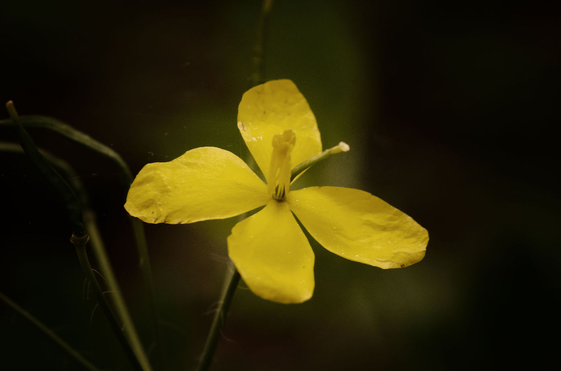 Greater celandine I found this Celandine in a forest in the Netherlands, where they are quite common.  Chelidonium majus,Greater celandine,Macro