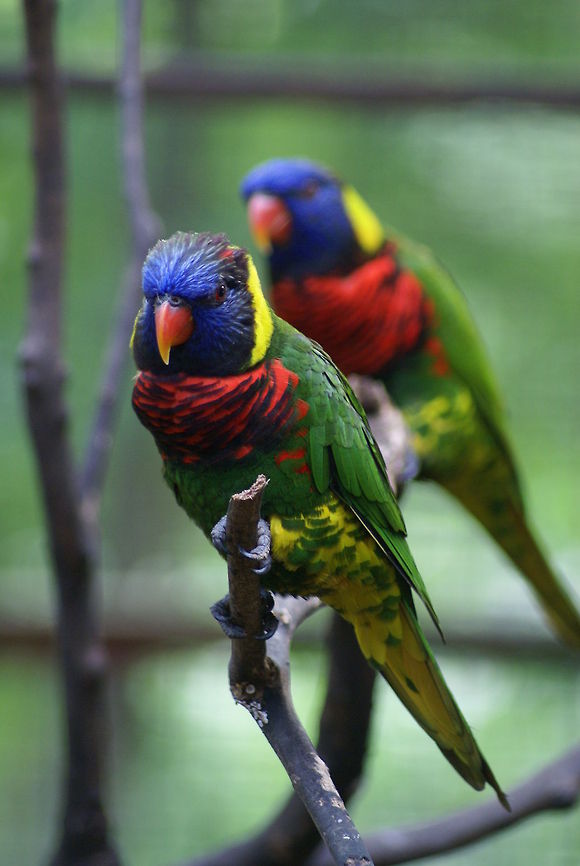 Rainbow Lorikeets Found at the Kuala Lumpur Bird Park. Birds,Coconut Lorikeet,Lorikeet,Malaysia,Trichoglossus haematodus