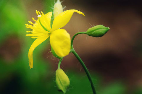 Greater celandine in bloom  Chelidonium majus,Greater celandine,Macro