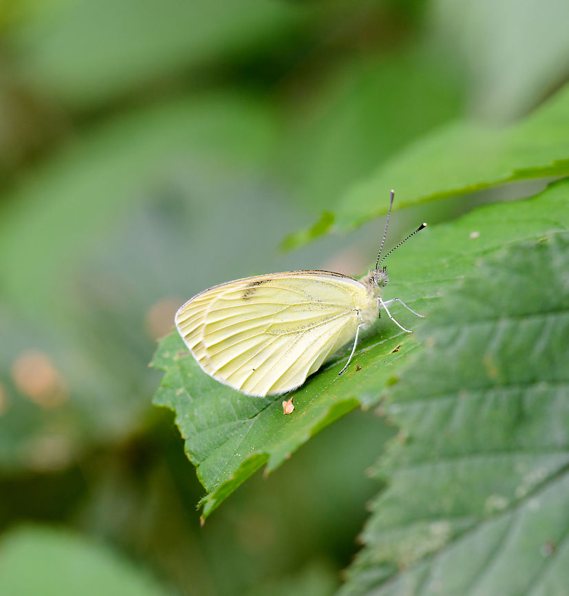 Large White on leaf, Netherlands  Europe,Geotagged,Heesch,Large white,Macro,Netherlands,Photography Styles,Pieris brassicae,Summer,World