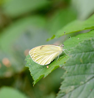 Large White on leaf, Netherlands  Europe,Geotagged,Heesch,Large white,Macro,Netherlands,Photography Styles,Pieris brassicae,Summer,World