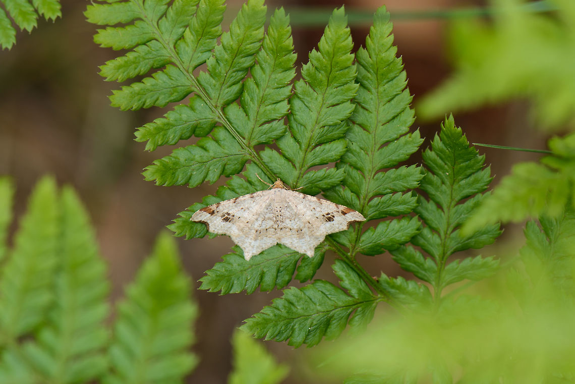 Sharp-angled peacock on fern, Netherlands  Europe,Geotagged,Heeswijk-Dinther,Macaria alternata,Macro,Netherlands,Photography Styles,Spring,World