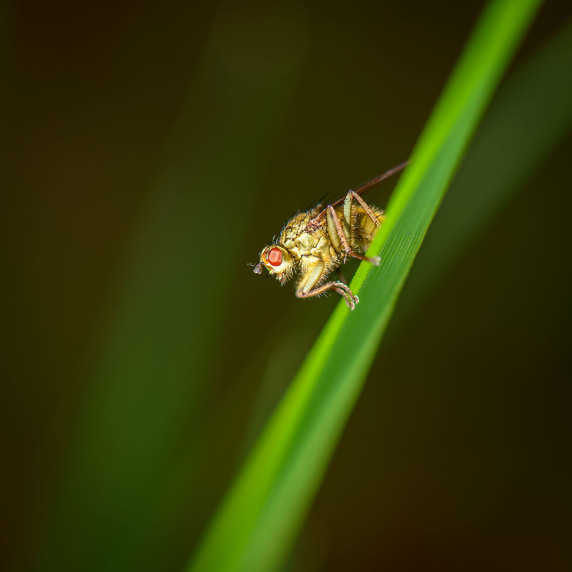 Golden Dungfly on leaf of grass, Heeswijk  Europe,Geotagged,Golden dung fly,Heeswijk-Dinther,Macro,Netherlands,Photography Styles,Scathophaga stercoraria,Spring,World
