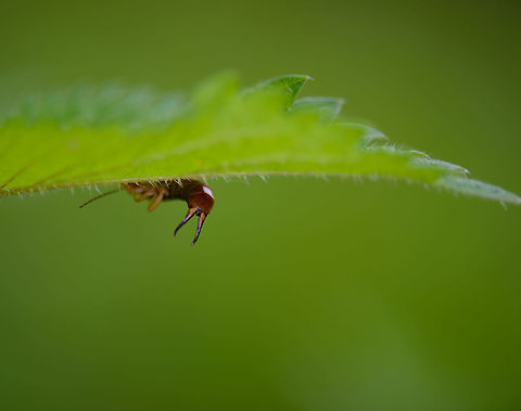 Cerci of Earwig, Heeswijk, Netherlands Cerci are the jaw-like appendages found in many insects, and notably in earwigs, where they are placed at the end of their abdomen. Europe,Forficula auricularia,Geotagged,Heeswijk-Dinther,Macro,Netherlands,Photography Styles,Spring,World